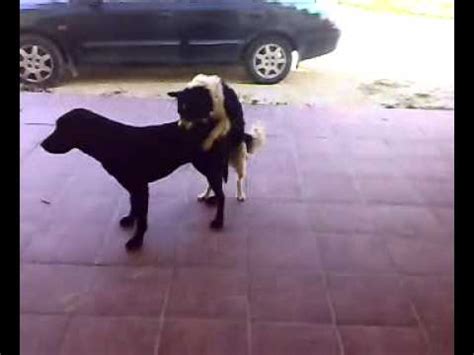 mujer follando con perro|follando con perros Search